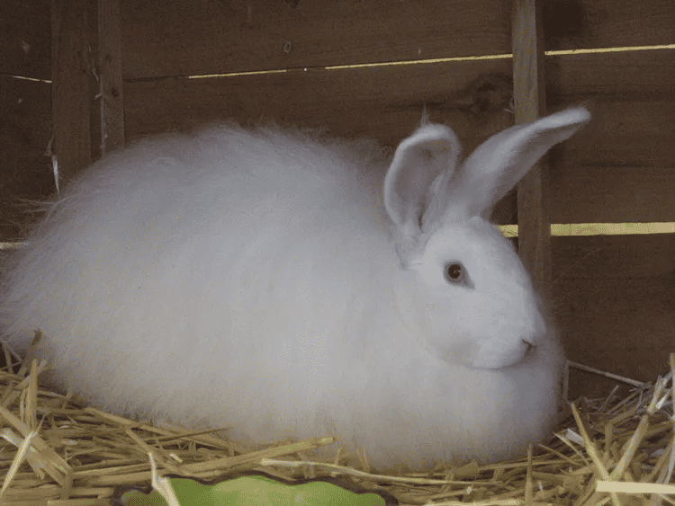 French Angora Rabbit