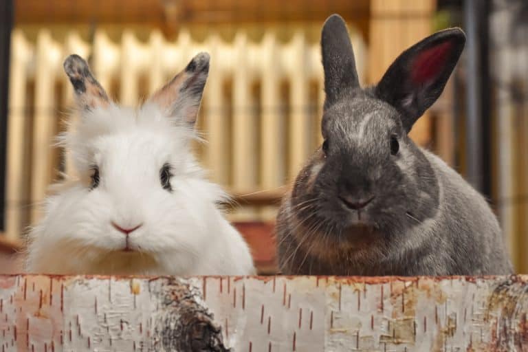 5 Best Areas Where Rabbits Like To Be Pet: And How To Build Trust With Them